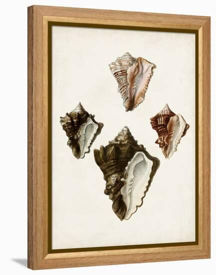 Sowerby Shells III-James Sowerby-Framed Stretched Canvas