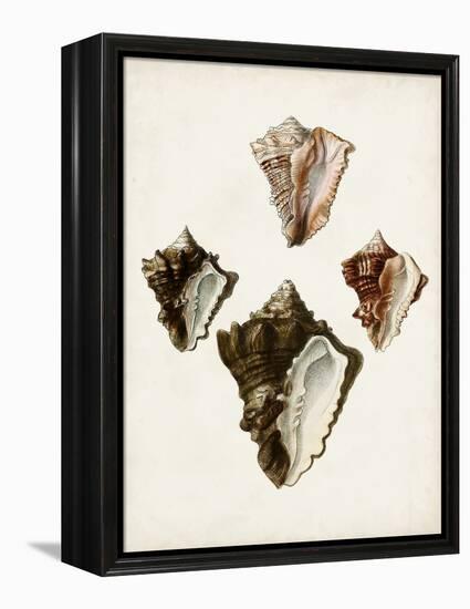 Sowerby Shells III-James Sowerby-Framed Stretched Canvas