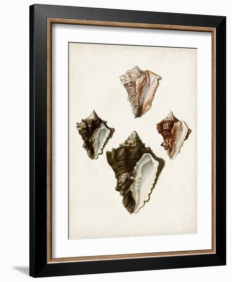 Sowerby Shells III-James Sowerby-Framed Art Print