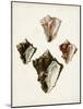 Sowerby Shells III-James Sowerby-Mounted Art Print