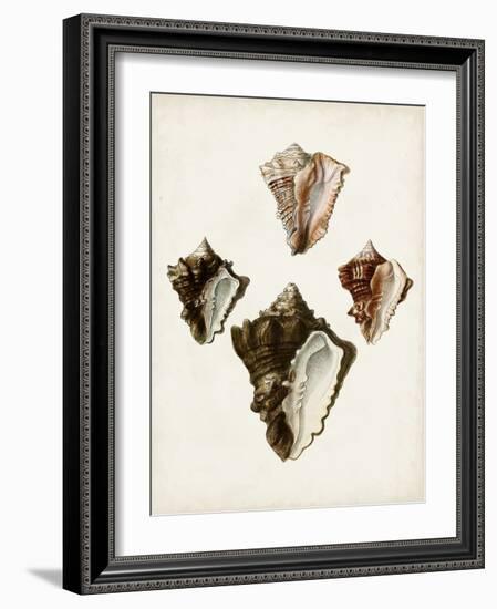 Sowerby Shells III-James Sowerby-Framed Art Print