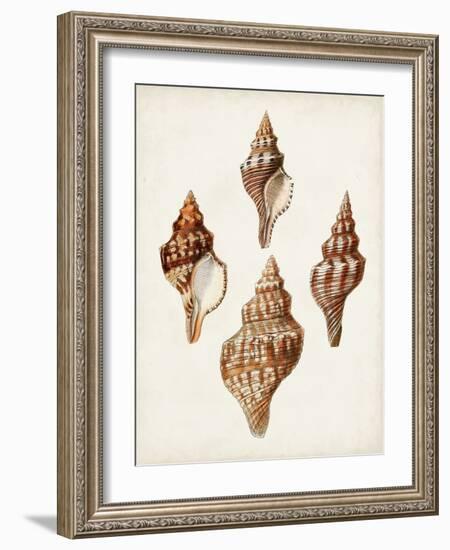 Sowerby Shells IV-James Sowerby-Framed Art Print