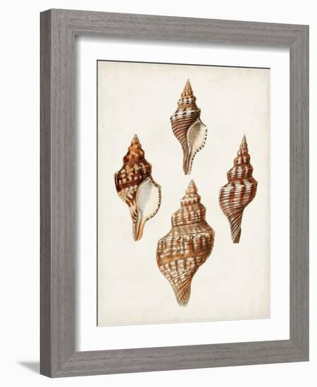 Sowerby Shells IV-James Sowerby-Framed Art Print