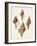 Sowerby Shells IV-James Sowerby-Framed Art Print