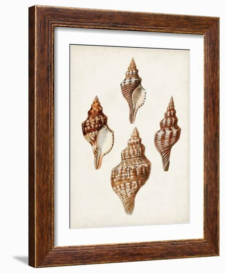 Sowerby Shells IV-James Sowerby-Framed Art Print