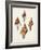 Sowerby Shells IV-James Sowerby-Framed Art Print