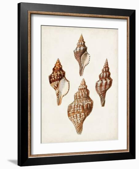 Sowerby Shells IV-James Sowerby-Framed Art Print