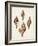 Sowerby Shells IV-James Sowerby-Framed Art Print