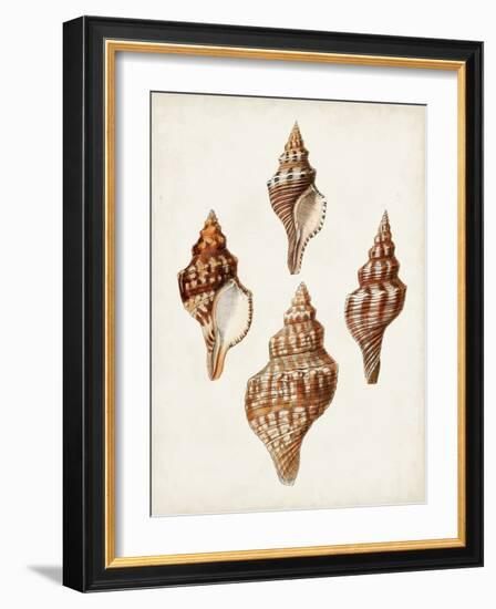 Sowerby Shells IV-James Sowerby-Framed Art Print