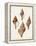 Sowerby Shells IV-James Sowerby-Framed Stretched Canvas