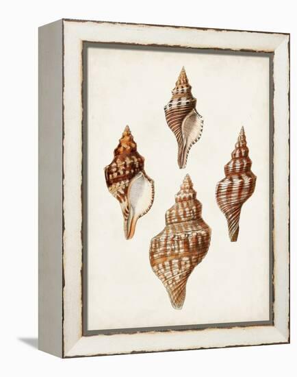 Sowerby Shells IV-James Sowerby-Framed Stretched Canvas