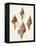 Sowerby Shells IV-James Sowerby-Framed Stretched Canvas