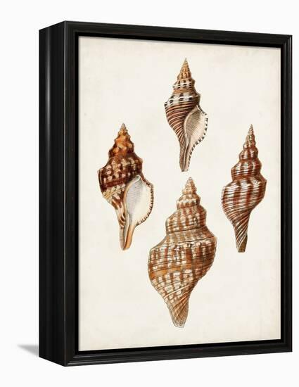 Sowerby Shells IV-James Sowerby-Framed Stretched Canvas