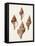 Sowerby Shells IV-James Sowerby-Framed Stretched Canvas