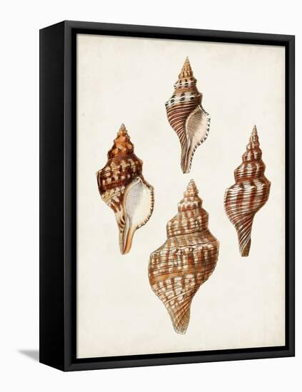 Sowerby Shells IV-James Sowerby-Framed Stretched Canvas