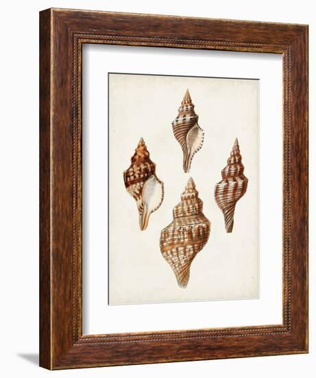 Sowerby Shells IV-James Sowerby-Framed Art Print