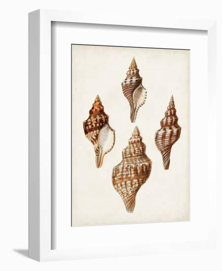 Sowerby Shells IV-James Sowerby-Framed Art Print