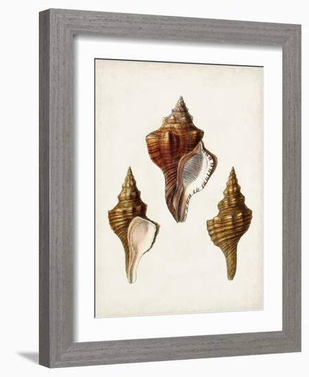 Sowerby Shells IX-James Sowerby-Framed Art Print