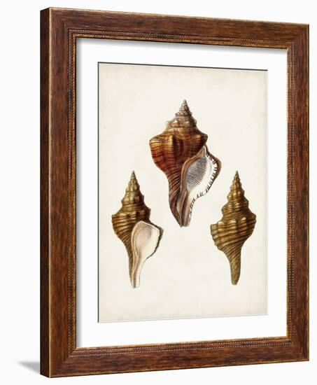 Sowerby Shells IX-James Sowerby-Framed Art Print