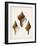 Sowerby Shells IX-James Sowerby-Framed Art Print