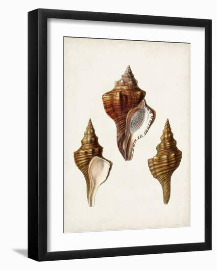 Sowerby Shells IX-James Sowerby-Framed Art Print