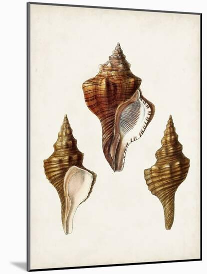 Sowerby Shells IX-James Sowerby-Mounted Art Print