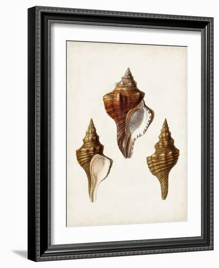 Sowerby Shells IX-James Sowerby-Framed Art Print