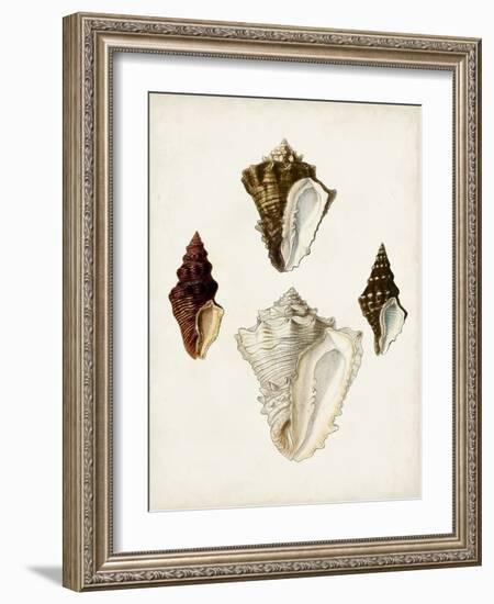 Sowerby Shells V-James Sowerby-Framed Art Print