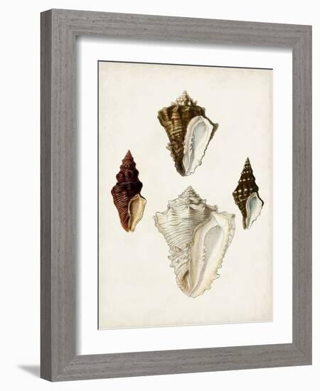 Sowerby Shells V-James Sowerby-Framed Art Print