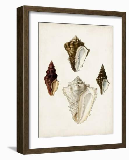 Sowerby Shells V-James Sowerby-Framed Art Print