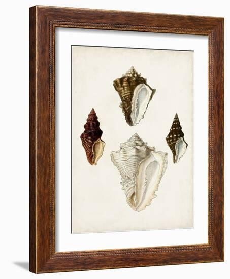 Sowerby Shells V-James Sowerby-Framed Art Print