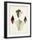 Sowerby Shells V-James Sowerby-Framed Art Print