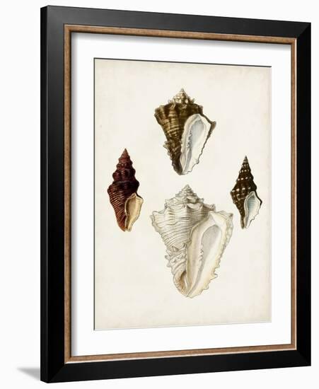 Sowerby Shells V-James Sowerby-Framed Art Print