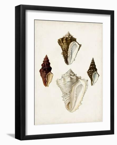 Sowerby Shells V-James Sowerby-Framed Art Print