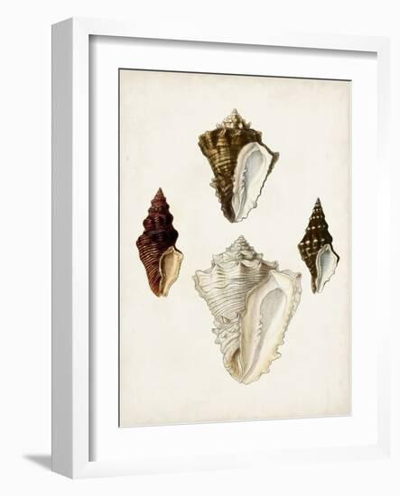Sowerby Shells V-James Sowerby-Framed Art Print