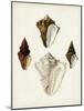 Sowerby Shells V-James Sowerby-Mounted Art Print