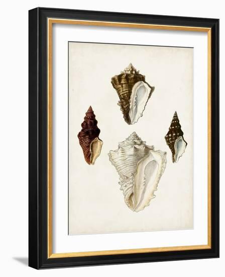 Sowerby Shells V-James Sowerby-Framed Art Print