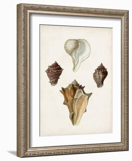 Sowerby Shells VI-James Sowerby-Framed Art Print