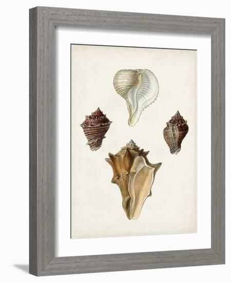 Sowerby Shells VI-James Sowerby-Framed Art Print