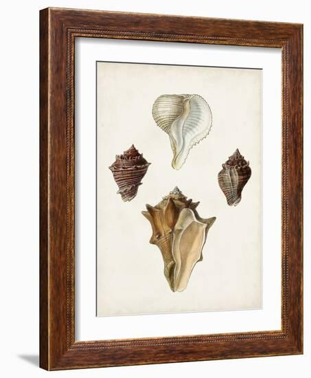 Sowerby Shells VI-James Sowerby-Framed Art Print