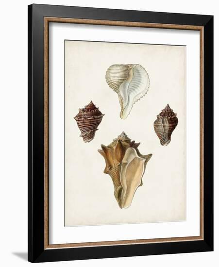 Sowerby Shells VI-James Sowerby-Framed Art Print