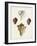 Sowerby Shells VI-James Sowerby-Framed Art Print
