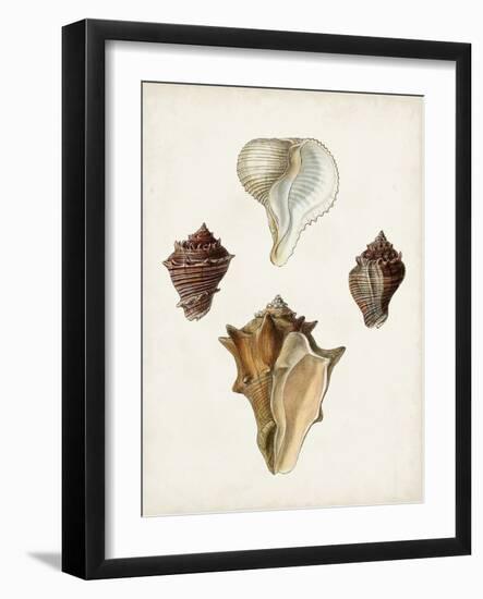 Sowerby Shells VI-James Sowerby-Framed Art Print