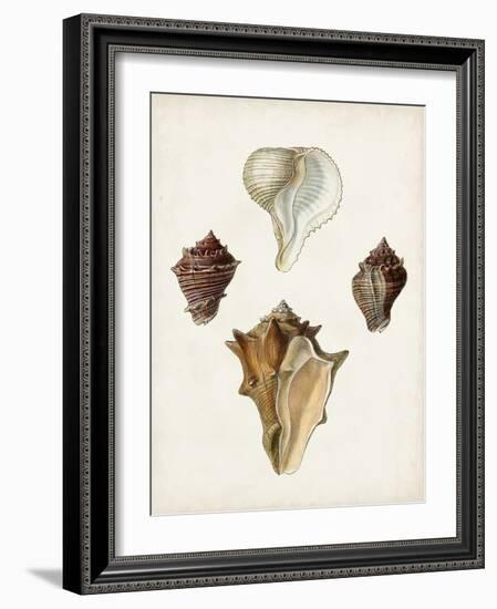 Sowerby Shells VI-James Sowerby-Framed Art Print