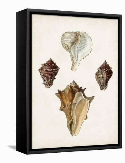 Sowerby Shells VI-James Sowerby-Framed Stretched Canvas