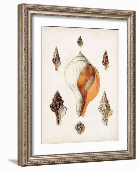 Sowerby Shells VII-James Sowerby-Framed Art Print