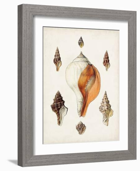 Sowerby Shells VII-James Sowerby-Framed Art Print