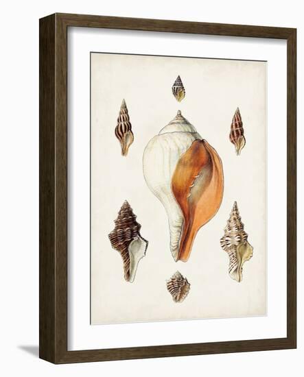 Sowerby Shells VII-James Sowerby-Framed Art Print