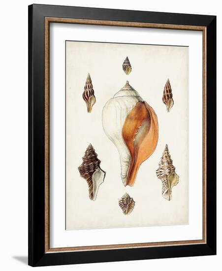 Sowerby Shells VII-James Sowerby-Framed Art Print