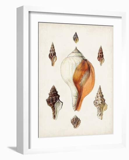 Sowerby Shells VII-James Sowerby-Framed Art Print